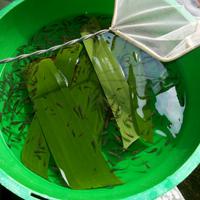 pecinta-ikan-komet-masuk-sini