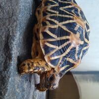 93787769378776937-all-about-tortoise-93787769378776937---part-3