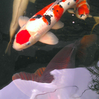 forum-koi-kaskus-part-5-semua-tentang-koi-masuk-kesini