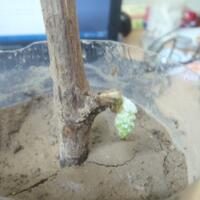 kampung-anggur----part-1