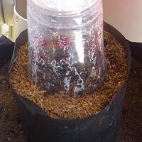 kampung-anggur----part-1