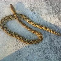 983098309830all-about-reticulated-python-ular-sanca-kembang983098309830
