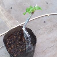 kampung-anggur----part-1