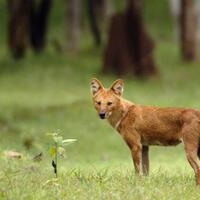 ajag-anjing-hutan-asli-indonesia