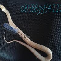 ular-kadut-belang-water-banded-ular-lokal-yang-dianggap-menjijikan-berbahaya