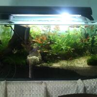 aquascape-for-everyone-learning-and-sharing---part-1