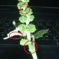 kampung-anggur----part-1