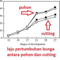 kampung-anggur----part-1