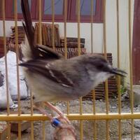 prinia-familiaris-ciblek-the-little-fighter