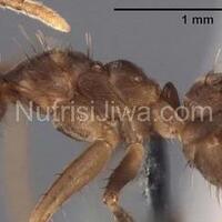 semut-dan-konsleting-listrik