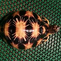 93787769378776937-all-about-tortoise-93787769378776937---part-3