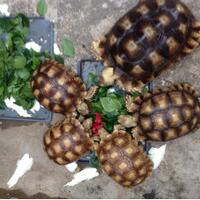 93787769378776937-all-about-tortoise-93787769378776937---part-3
