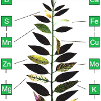 kampung-anggur----part-1