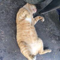 pic-kira-kira-kucing-ane-mimpi-apa-ya-gan-sampe-posisi-tidurnya-kaya-gini