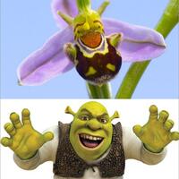 anggrek-unik-berbentuk-mirip-kartun-shrek