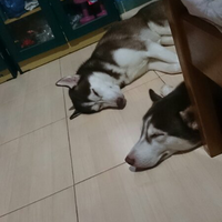 new-siberian-husky-lovers---read-page-1-for-update---part-2