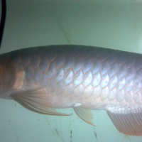 arowana--new-thread