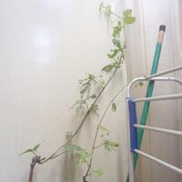 kampung-anggur----part-1