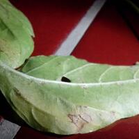 ayo-bertanam-cabe---hot--eksotis---part-1