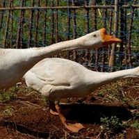 breaman-brotherhood-----part-4