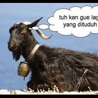 kambing-hewan-paling-teraniaya-di-indonesia