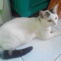 kehilangan-kucing