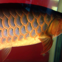 arowana--new-thread
