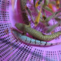 polypterus-aka-palmas-lounge-part-ii-ask-sharing--post-your-bichir-here---part-1