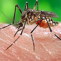 fakta-unik-dan-menarik-tentang-nyamuk