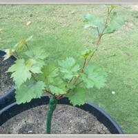 kampung-anggur----part-1