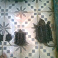 common-n039-alligator-snapping-club---part-3