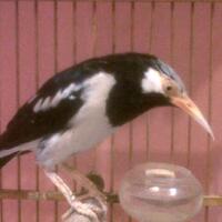 jalak-dan-semua-jenisnya