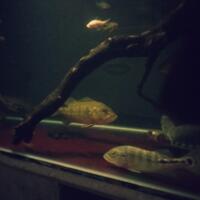 peacock-bass-reloaded-cream---part-1