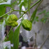 ayo-bertanam-cabe---hot--eksotis---part-1