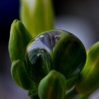 memotret-embun-atau-tetesan-air-yang-terbias-gambar-bunga