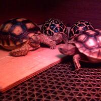 93787769378776937-all-about-tortoise-93787769378776937---part-3