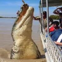 5-buaya-paling-besar