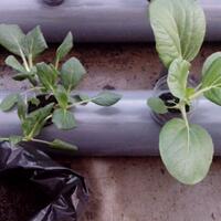 new-all-about-hidroponik