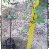 kampung-anggur----part-1