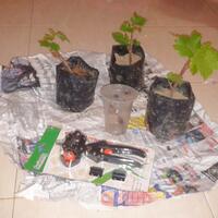 kampung-anggur----part-1