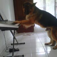 fotoquot-tingkah-konyol-piaraan-kalian--smua-jenis-pets-silahkan-masuk