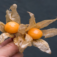 sudah-pernah-belum-makan-buah-ini