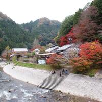 momiji--gugur-dalam-keindahan-sebuah-legenda-pohon-di-jepang