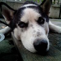 new-siberian-husky-lovers---read-page-1-for-update---part-2