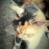 cat-lovers-kaskus-read-page-1-first---part-4