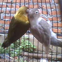 lovebird-lovers