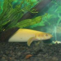 polypterus-aka-palmas-lounge-part-ii-ask-sharing--post-your-bichir-here---part-1