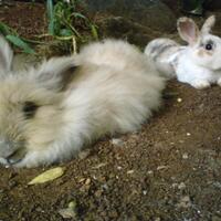 rcc-rabbit-lover---part-2