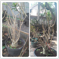 adenium