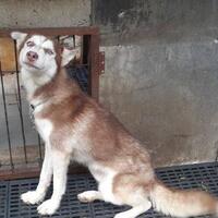 new-siberian-husky-lovers---read-page-1-for-update---part-2